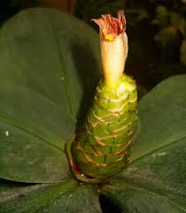 Image result for Costus subbiflorus