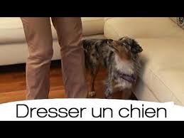 Epingle Sur Education Animal