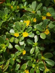 Its use is documented from the middle east by the ancient persians, and it is still widely used as a cooked or salad vegetable in the mediterranean. Purslane Portulaca Oleracea Ligaya Garden