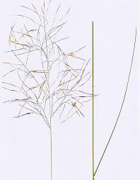 Image result for Aristida diffusa