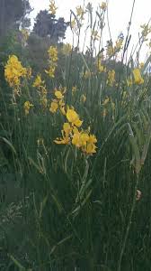 Image result for Aptosimum junceum