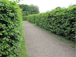 Image result for hornbeam hedge in winter