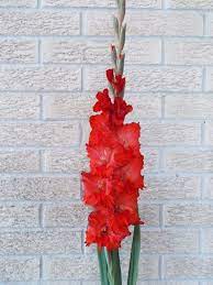 Gladiolus Red Fury Gladiolus X Hortulanus Gladiolus Flowers Tropical Africa