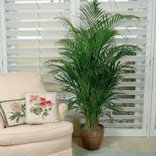 I have been very happy with the two i bought.5. Buy Majesty Palms For Sale Online Garden Goods Direct