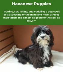 Facts On The Outgoing Havanese Dogs And Kids Havaneseofig Havaneseofmunich Havanesepuppy Havanese Havanese Puppies Havanese Dogs