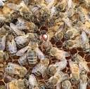 Pszczeli Port » Czy warto wymieniać matki pszczele ?