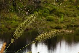 Image result for Setaria grandis