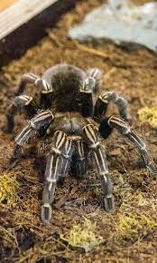 Favorite this post jul 29 bird cage $19 Stripe Knee Tarantula Care Complete Guide Snaketracks Com