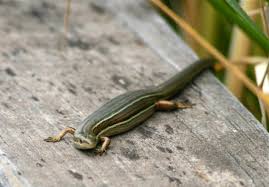 Image result for Pseudeminia comosa