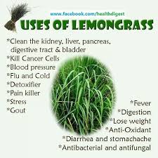 Lemongrass Tea And Benefits Of Lemongrass Herbal Medicine Herbalism Lemongrass Tea