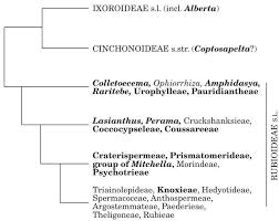 Image result for Colletoecema