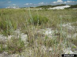 Image result for Panicum