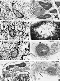 Marine Ecology Progress Series 229:83