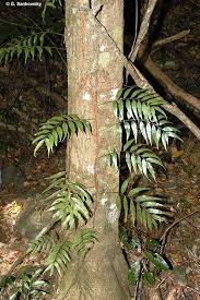 Image result for Arthropteris