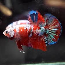 Breeder Grade Live Betta Fish Fancy Super Orange Koi Galaxy Halfmoon Pk 524
