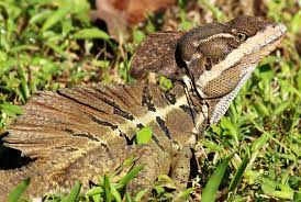 Maybe you would like to learn more about one of these? Basiliscus Lizard Wikipedia