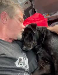 Driver Slams On Brakes When He Realizes 'Deceased' Dog On Freeway Is Still  Alive