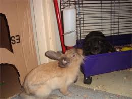 We are happy that you have decided to adopt a rabbit. Pet Store Bunnies Binkybunny