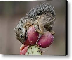 Is that cactus a bastion of potable water, or will you regret your efforts to get past its perilous spines? Prickly Pear Breakfast Canvas Print Canvas Art By Saija Lehtonen In 2021 Desert Animals Squirrel Prickly Pear Cactus