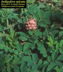Image result for Indigofera spicata