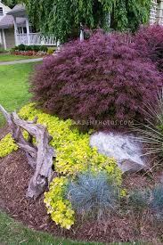 Japanese Maple Spirea And Driftwood Accent Or Burning Bush Spirea Compact Evergreen Landscape Front Yard Evergreen Landscape Front Yard Landscaping Design