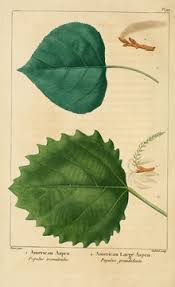 It is, however, still the best choice in very cold parts of. Flora Of New York Salicaceae Wikibooks Open Books For An Open World