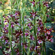 Image result for Phaius occidentalis