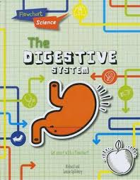 The Digestive System Flowchart Science The Human Body By