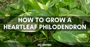 Water thoroughly the philodendron a day before you plan to repot it. Heartleaf Philodendron Care Growing The Sweetheart Plant Epic Gardening