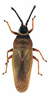 Image result for Hermannia micropetala