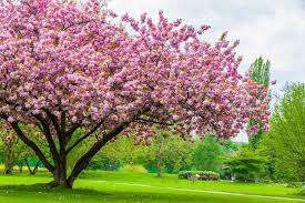 Maybe you would like to learn more about one of these? How Big Do Cherry Trees Get Based On Species The Practical Planter