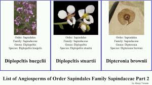 Image result for Deinbollia kilimandscharica