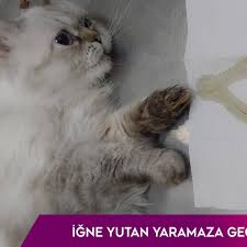 Pets Home Diyarbakir Ana Sayfa Facebook