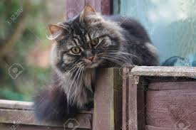 5 out of 5 stars. Very Cute Long Haired Tabby Cat Stock Photo Picture And Royalty Free Image Image 10389469