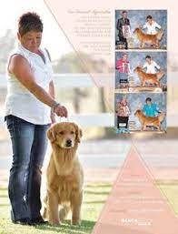 We did not find results for: 200 Dogs Ideas Dogs Golden Retriever Puppies