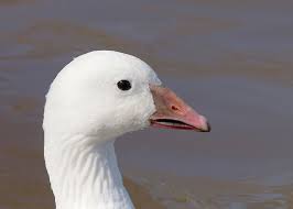 Distinguishing Ross S And Snow Geese Download snow goose images and photos. distinguishing ross s and snow geese