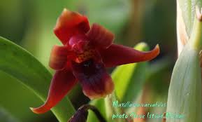 Image result for Lindernia conferta