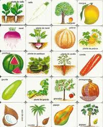 Family Crafts And Recipes Free Printable Games Fruits And Vegetables Vegetables Fruit