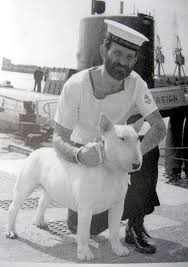 Black And White Bull Terrier American Bull Terrier You Can Ignore The Sailor Bull Terrier English Bull Terriers Mini Bull Terriers