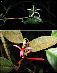 Image result for Turraea robusta