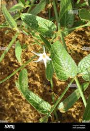 Image result for Orthanthera jasminiflora