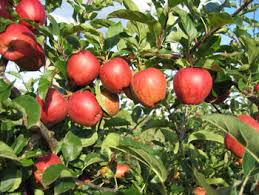 We did not find results for: How Do Fruit And Vegetables Grow Lynne Rickards Author