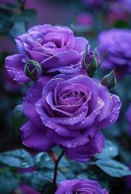 What a stunning purple flowers! 💜💜💜