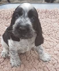 Black And Tan Cocker Spaniel Puppies For Sale Scotland Pin On Pup
