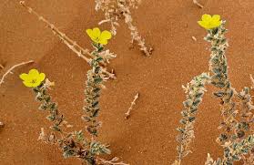 Image result for Tribulus zeyheri