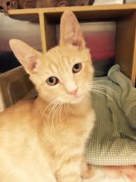 Our adoption process moves quickly, if your application is approved we require you to come to the next adoption event. Adopt Travis Moorestown Petsmart On Petfinder In 2020 Pet Adoption Center Tabby Cat Petsmart