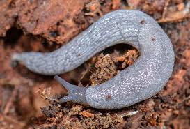 Image result for Platostoma coeruleum