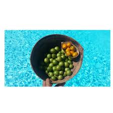 Quenettes Et Prunes Chenilles Gosier Guadeloupe Guadeloupe Prune Chenille