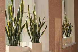 The variegated snake plant is drought tolerant and pest and disease resistant. Variegated Snake Plant Offer Swansea Livingsocial