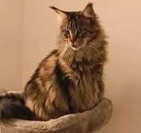 Les races de chats les plus intelligentes